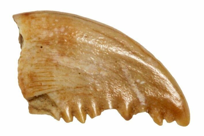 Serrated, Troodontid (Pectinodon) Tooth - Montana #326487